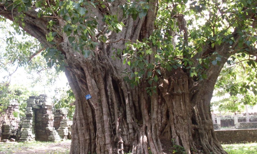 Cây đề (Bài đọc hiểu tiếng Việt lớp 5 - đề số 15)